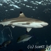shark_blacktip_1t_srmr_beqa_h_0128_fij0947.jpg